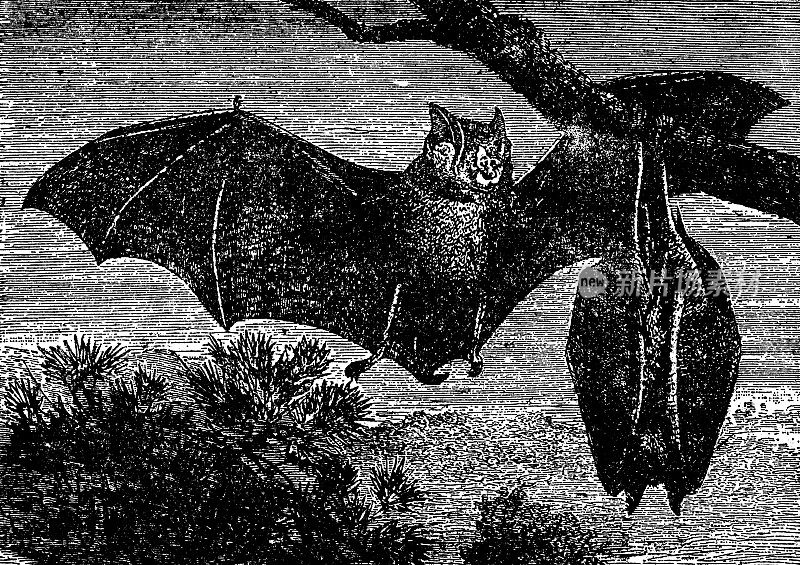 普通夜行蝙蝠(Nyctalus nocctula) - 19世纪
